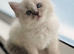 2 Beautiful Purebred Ragdoll Kittens for Sale