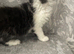 Long Haired Black/White Maine Coon /Ragdoll X