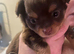 Chihuahua puppies. Long haired. White (girl) and chocolate brown(boy )