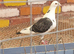 Saddle racing pigeons for sale