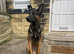 1yr old Dutch herder boy