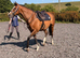 16,1 mare by magician