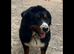 6 year old intact Bernese mountain dog Russian