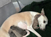 Whippets crossed Italian greyhound