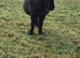 Mini shetland mare