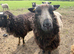 Grazing for our rare breed sheep