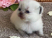 BEAUTIFUL RARE SEAL LYNX BSH TEDDY BEARS