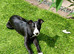 Female whippet