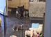 French Bulldog puppies