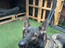 Beautiful German Shepherd Puppies – Showline Sire × Working Line Dam