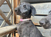 KC reg Deerhound Puppies
