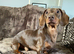 Solid chocolate and tan stud dog