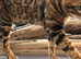 Male Bengal Stud (not for sale)