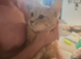 Cream Half British Shorthair