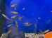 Dwarf Banded Hover Loach (Yunnanilus cruciatus)