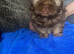 Pekingese