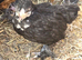 Barbu D'uccle Pullets - Black mottled and Black