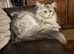 Stunning tica registered girl
