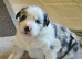 Stunning Border Collie Puppies