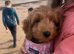 Cockapoo puppies  "Ready now"