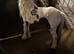 12 hh cob mare