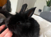 Beautiful mini lion lop bunnies
