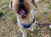 Travelling Tails dog walking services
