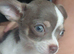Rare female chihuahuas
