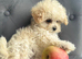 Just one beautiful girl left looking for a loving home ready now Maltipoo