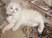Beautiful fluffy Ragdoll-type kittens available