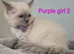 RAGDOLL KITTEN