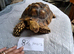 Sulcata adult females