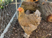 Various breeds for sale