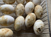Large stain Embdens believed fertile hatching eggs