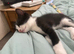 2 kittens for sale