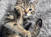 Gorgeous 12week Old Mixed Breed Kittens