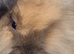 Cute double maned lionheads