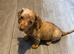 4 beautiful pups from litter of 6 ready to leave