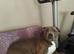 American bully 5 yrs old female