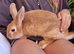 Gorgeous baby girl rabbit 11 weeks old