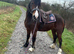 Stella 5 year old section d mare