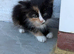 8 weeks old Maine coon x British short hair
