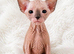 Beautiful wrinkle sphynx kittens
