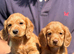 Cocker Spaniel Puppies