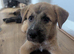 The Elite Giant: Beautiful American Akita x Irish Wolfhound Girl