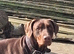 Beautiful natured dobermann