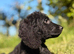 Black cockapoo puppy