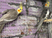 Breeding pairs cockatiels