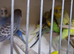 Young budgies