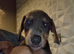 Doberman European American excellent pedigree pups limited number available